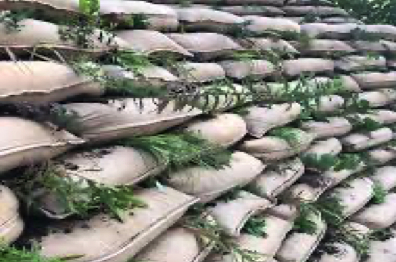 Earthbag retaining wall vegitated